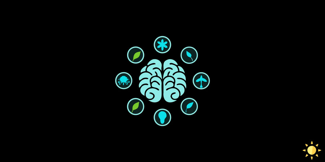 A brain surrounded by eight icons of natural nootropics for cognitive support.
