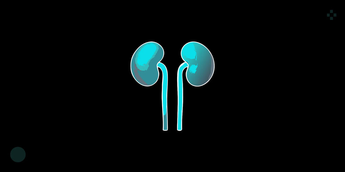 Human kidneys and glutathione side effects on kidney health.