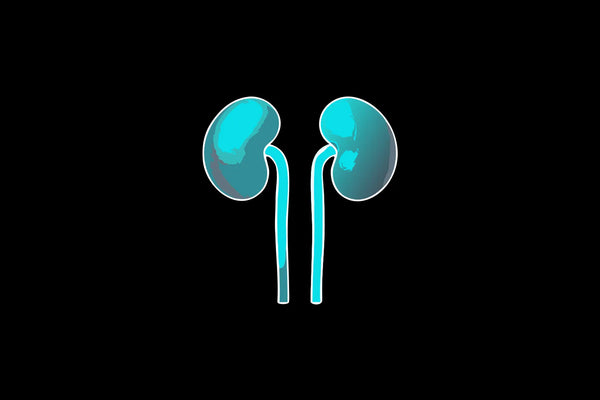 Human kidneys and glutathione side effects on kidney health.
