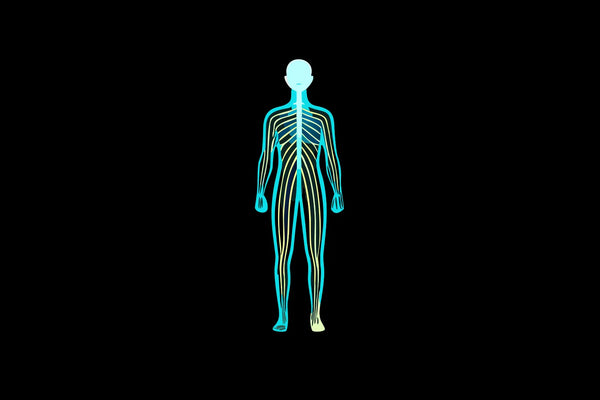 Anatomical diagram of the human nervous system, central to nervous system regulation.