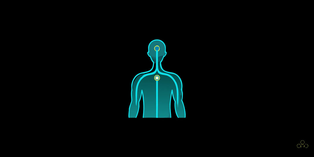 A diagram of the Polyvagal Theory showing the vagus nerve's role in nervous system regulation.