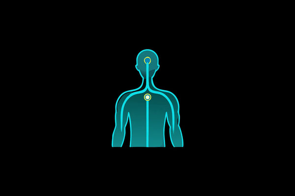 A diagram of the Polyvagal Theory showing the vagus nerve's role in nervous system regulation.